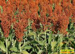 2017�궫�������۸�����Ԥ�⣺��������������