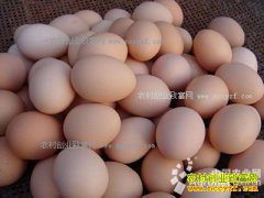 鸡蛋价格下跌未改 养殖户应适度补栏