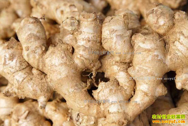 生姜价格低迷 切勿跟风种植生姜