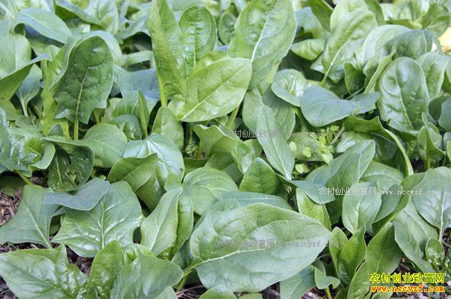 �����ֲ���׬Ǯ�� ���˼۸�����������