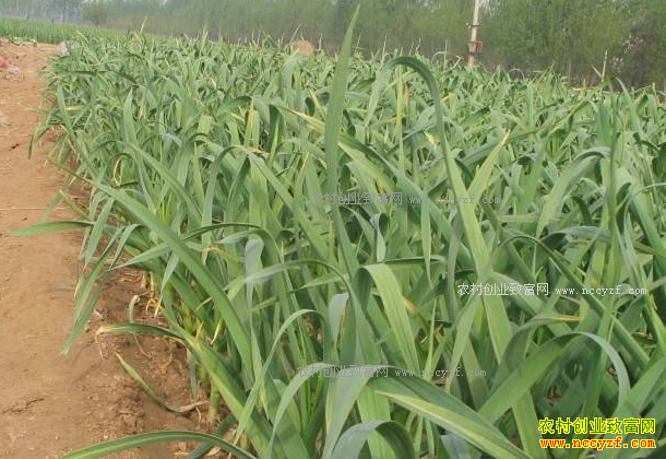 2017年大蒜价格预测:今年大蒜价格或将回落