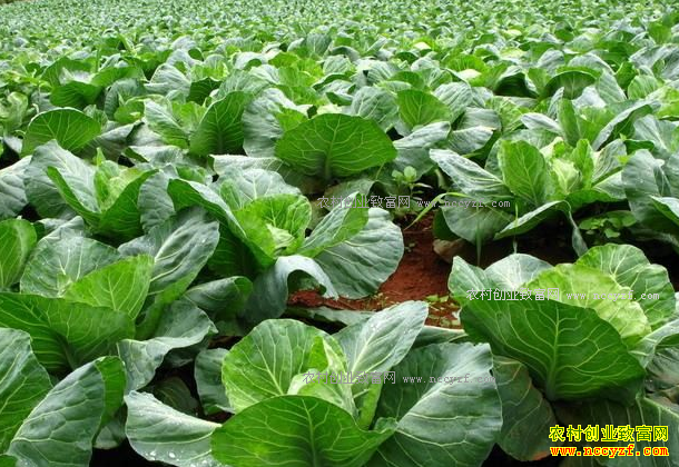 �����ֲ˸�׬Ǯ����׼�г���λ�ֲ�Ч���