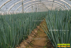 2017���м۸�����Ԥ�⣺��м۸��ѷ���