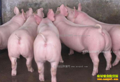 今日生猪价格及行情预测:2017年4月13日生猪价格行情