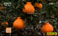 [ÿ��ũ��]�Ĵ��ֽ��ز��³�ĳ�����û�