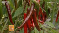 [ũ�����]������Ʒ�֡����ؽ�1�š���ֲ������Ƶ