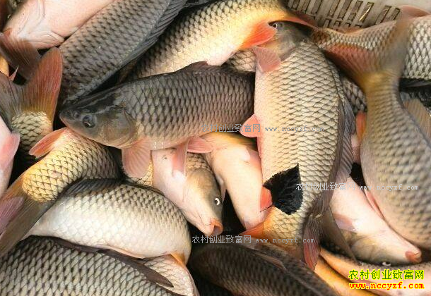 ɽ��������ˮ��۸�Ѹ������