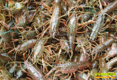 ����Ǳ����С����ֳС��ϺÿĶ����4000Ԫ