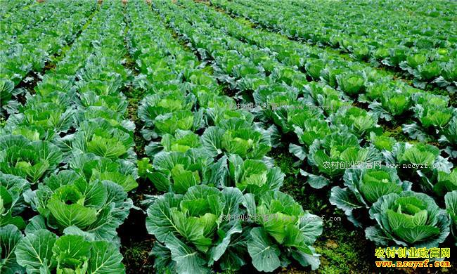 ũ�������ֲ�׬Ǯ ר��֧�У����������ֲ����岻��