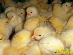 �⼦�۸��ů��������۸�����