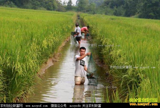 ������С��ϺЧ��ߣ���ֳС��Ϻϸ�ں���Ҫ