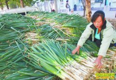 ��м۸񱩵� ��ֲ�����������Ҫԭ��