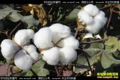 �������޻�׬Ǯ��2018���޻��г���ȥ�δ�