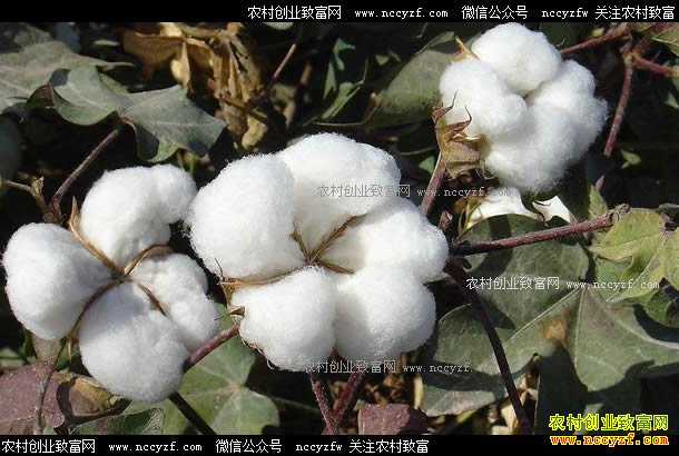 �������޻�׬Ǯ��2018���޻��г���ȥ�δ�