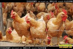 ë���۸�����ߵ� �г�����۸��Ա��ּ�ͦ