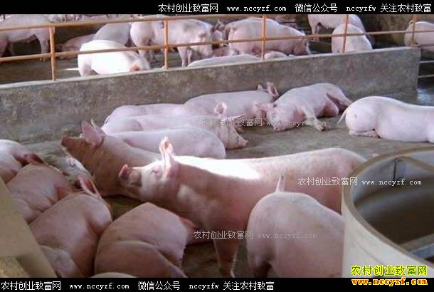 ���۳��ֲ��� ��ֳ����ô������׬Ǯ