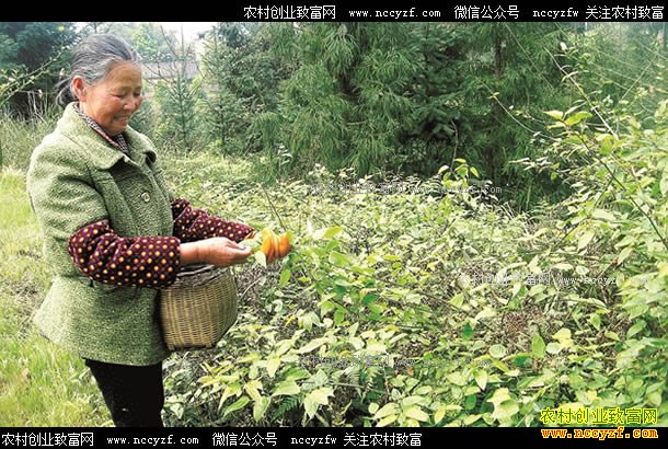 �Ĵ�������췼��Ұ����ݮ��׬�ϰ�Ԫ