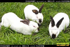 ̡�ö���Ǯһ�2017��5��10������̡�ü۸�����