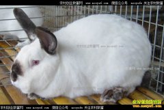 ���ö���Ǯһ�2018��3��9���������ü۸�����