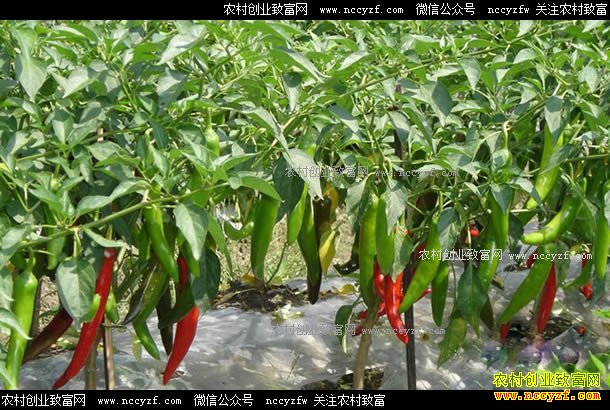 ɽ���������������־����ֲ������ũ�����¸�