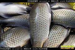 2017��4�������г�����ˮ��Ʒ�۸�����