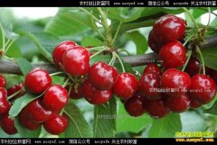 ��ֲ��ӣ��׬Ǯ�𣿴�ӣ����ֲǰ�����ؼ�����