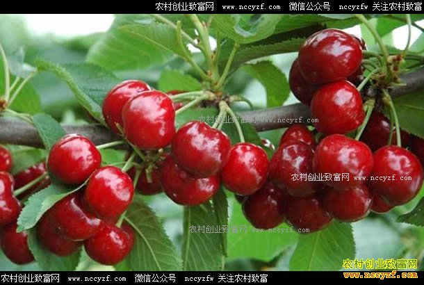 ��ֲ��ӣ��׬Ǯ�𣿴�ӣ����ֲǰ�����ؼ�����