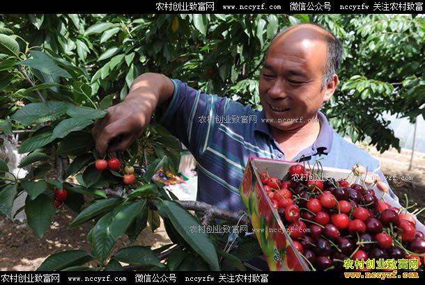 ��ֲ��ӣ��׬Ǯ�𣿴�ӣ����ֲǰ�����ؼ�����