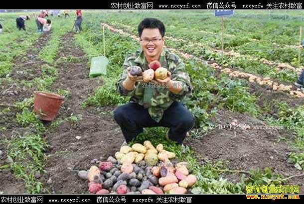 ��ɫ�����ÿ��ó�Ч��� ��ֲ��ɫ������׬Ǯ