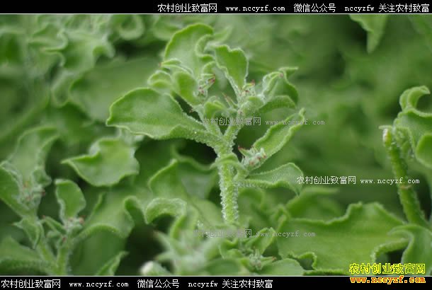 ɽ�������ط�ѧ��������ֲ���ޱ���Ч���