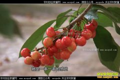 [�¸���]��������׿�⻪������ֲ��ӣ��һ�������߿�Ǯ