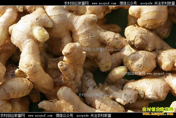 生姜价格持续下降 库存老黄姜面临卖难问题