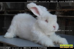 ��ë����Ǯһ�2018��3��8��������ë�۸�����