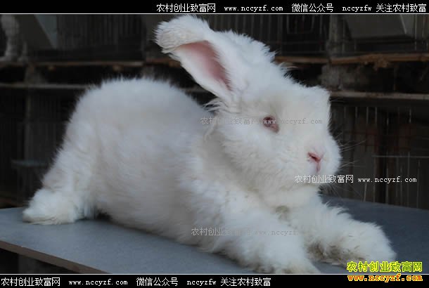 2018��������ë�۸����� 