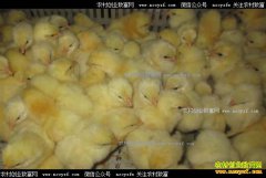 2017��4��26���⼦�硢817�⼦��۸�����