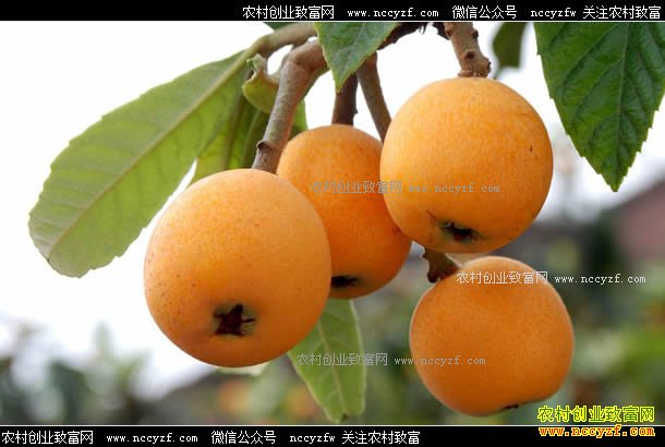 ��ֲ����׬Ǯ���Ĵ��������޴������˳��¸�����Ŀ