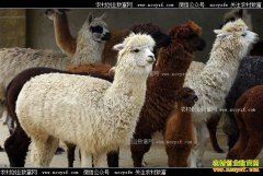 ��ֳ����׬Ǯ��������ֳǰ������