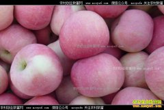 ƻ���۸�������𣬡���һ������ƻ�������Ƿ�ֵ���ڴ���