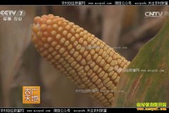 [ũ�����]��������Ʒ�֡�����968��ֲ������Ƶ