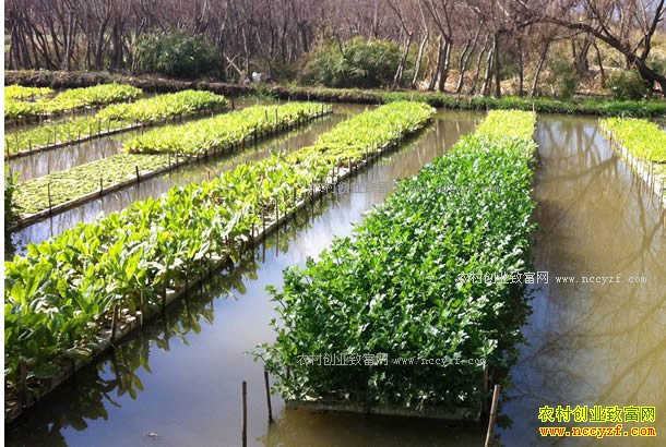 ɽ����������Ӣѵˮ���־²˺��¸�