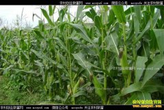 ���������׻��Ǵ󶹣���������������򽫸��ڴ�