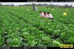 �߲˼۳����ߵ� �ṹ�Ż��ǳ�·