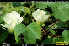 �����޻��۸�� ��ֲ�����޻�ǰ����