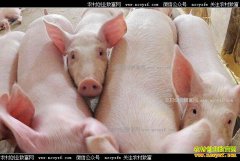 2017年5月生猪价格预测:五月下旬猪价或迎小幅反弹