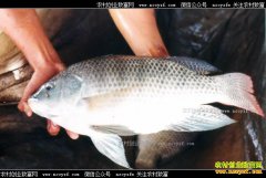 2017��5��4���޷��������չ��۸�