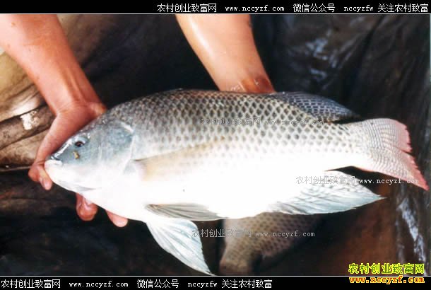 2017��5��4���޷��������չ��۸�