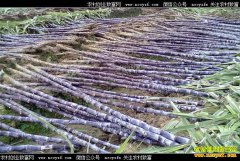 �Ĵ�������С���������о���10Ķ�ض���2��Ԫ