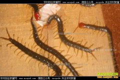 �����׬Ǯ�������ֳǰ������ֳ����Ҫ��