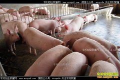 �����۸�Ԥ�⣺5����Ѯ���ۻ���һ��С������