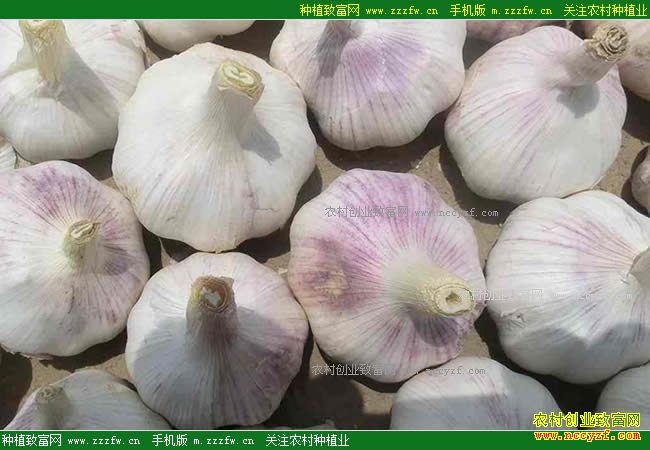 �ƶ�����۸�Ӹ߲��µ�ԭ����ʲô��